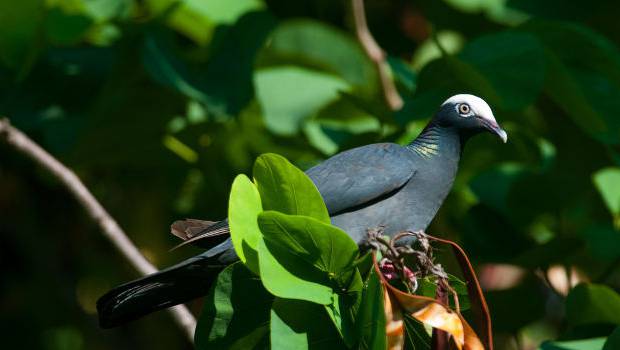 En Guadeloupe et à Saint-Martin, la chasse au pigeon à couronne blanche est suspendue