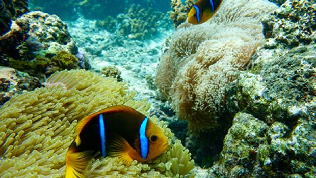 La fécondité des poissons-clowns est impactée par le blanchissement des anémones de mer