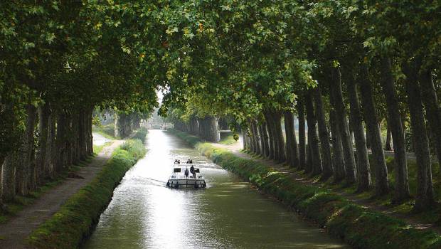 Canal du Midi : déjà 4,7 millions d’euros pour la replantation des berges