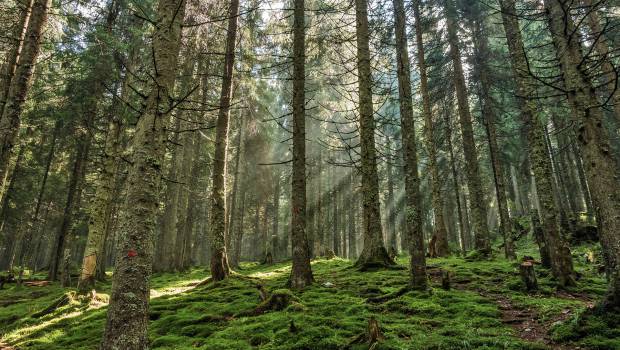 L'AFB et l'ONF s'allient pour la protection de la biodiversité