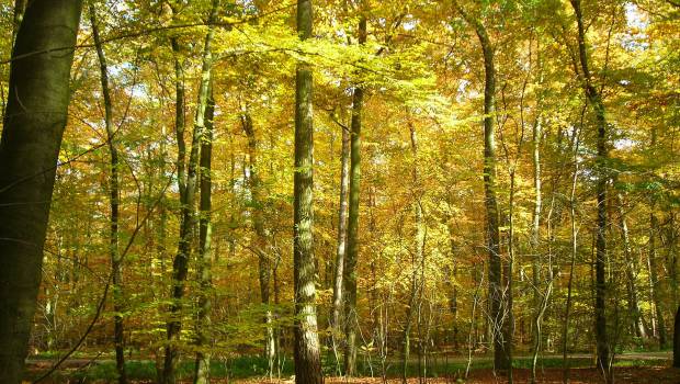 Un appel à projets européen pour la forêt