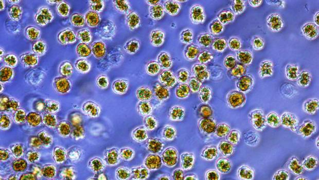 Microbia Environnement lève des fonds contre les algues toxiques
