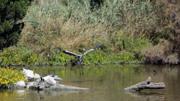 Appel à projets de l'Agence de l'eau Rhône Méditerranée Corse pour la biodiversité