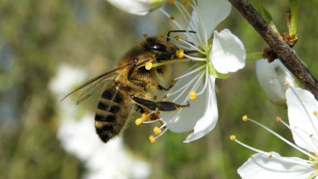 Les petites parcelles agricoles favorisent l’abondance des pollinisateurs