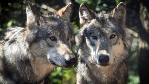 Plan loup : cinq actions ajoutées suite à la consultation publique