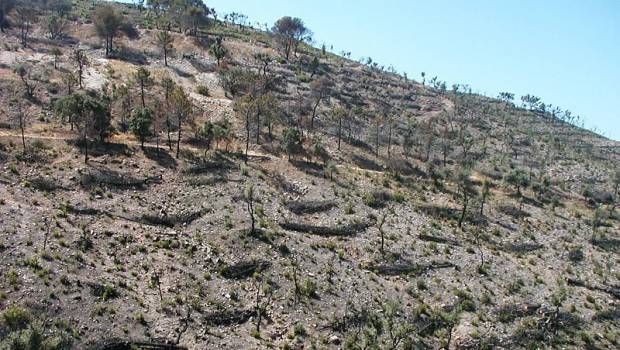 Enedis et Reforest'action reboisent les forêts touchées par des phénomènes naturels