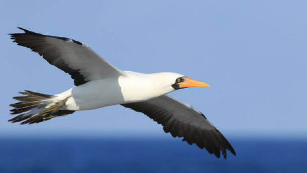 Les phénomènes tels que El Niño affectent la survie des oiseaux marins
