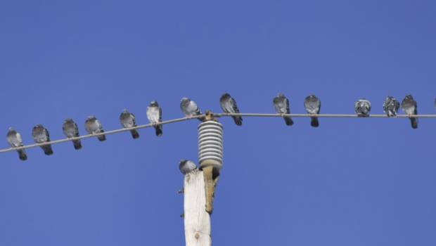 Oiseaux et câbles électriques : FNE, la LPO, Enedis et RTE renouvellent leur convention au sein du Comité national avifaune