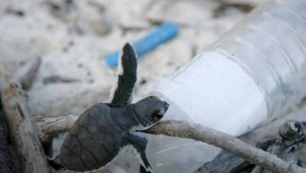 La mer Méditerranée concentre quatre fois plus de microplastiques que « l'Ile de plastique »