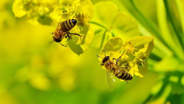 Les premières Assises nationales des insectes pollinisateurs urbains s’ouvrent à Besançon