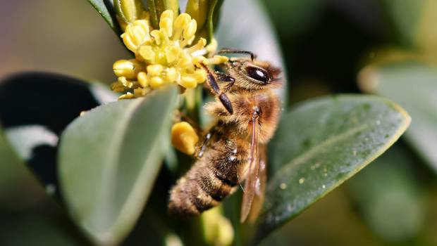 Mortalité des abeilles : le gouvernement débloque 3 millions d’euros pour les apiculteurs