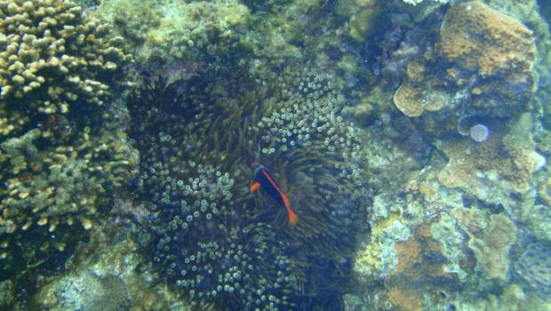 Un appel à projets pour protéger les récifs coralliens en Outre-mer