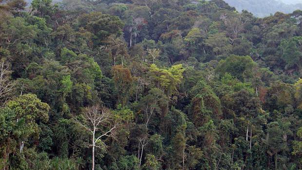 Le stockage carbone de la biomasse tropicale est compensé par les méfaits de la déforestation