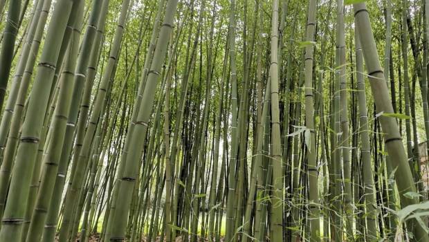 Des bambousaies pour traiter les eaux usées