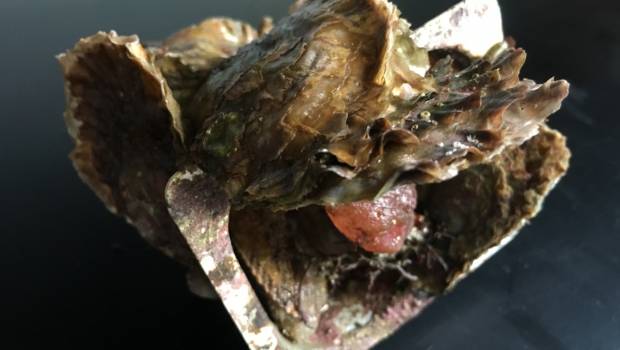 Les nanoplastiques perturbent la reproduction des huîtres creuses