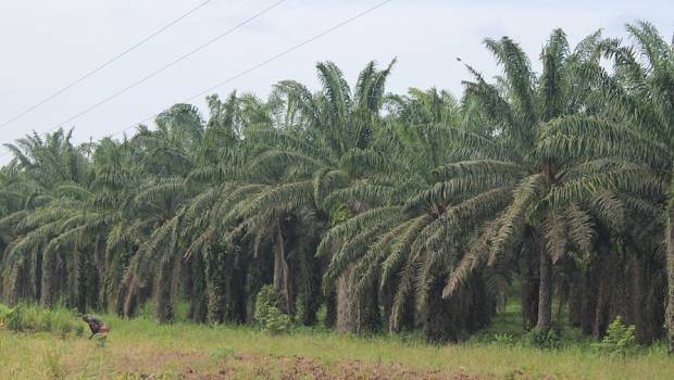 Total : le Conseil d’État exclut l’huile de palme des biocarburants