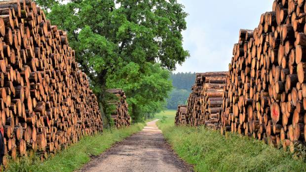 Un amendement européen pour suspendre le soutien financier accordé au bois-énergie 