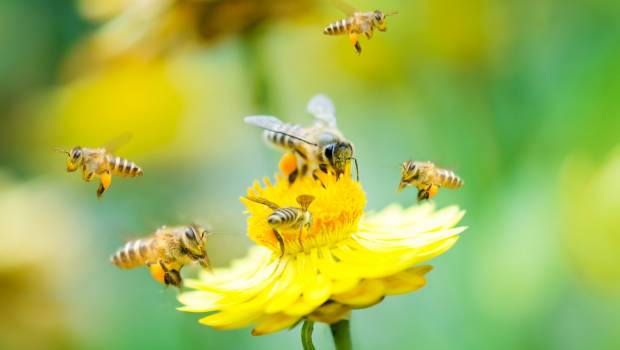 Des micro-aliments pour revigorer les abeilles