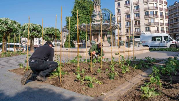 Espaces verts/3 |  Limoges : les légumes supplantent les fleurs