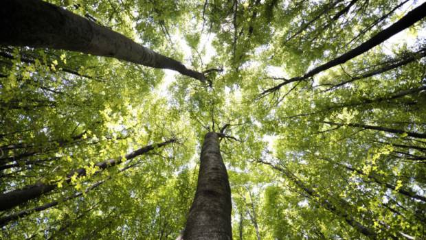 La filière bois a un rôle à jouer dans le changement climatique