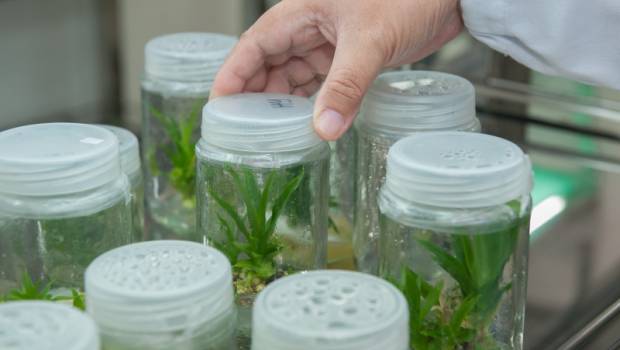 Les biotechnologies vertes au service des semenciers français ?