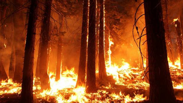 Incendies : l’Irstea propose des outils pour la gestion de crise et la résilience des forêts