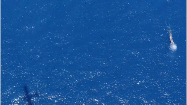 Le programme Remmoa va observer la faune marine des Antilles et de la Guyane