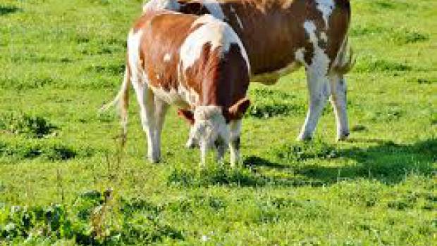 Une étude confirme l’impact de l’élevage sur le climat