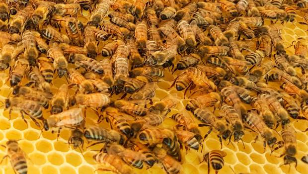 Abeilles : controverse autour de l'autorisation de produits contenant du sulfoxaflor