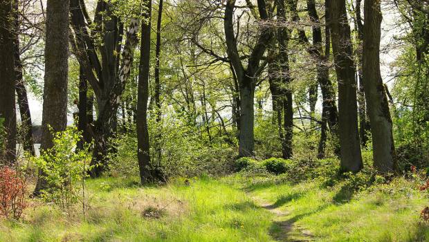 Le papetier Sofidel noue un partenariat avec le WWF