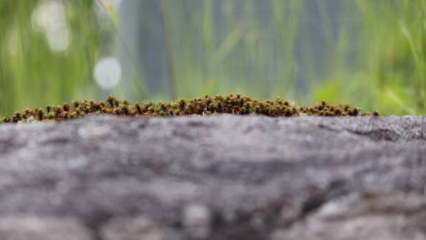 Un guide sur l'utilité de la microbiologie moléculaire dans le diagnostic environnemental