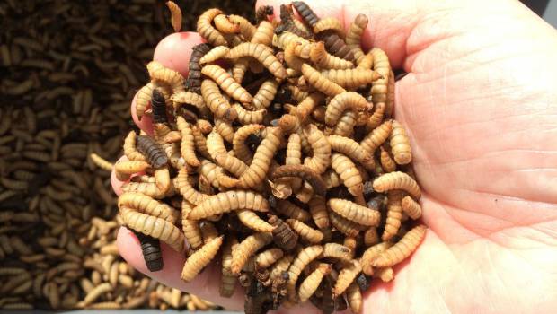 Avec NextAlim, les matières organiques prennent de la valeur grâce aux insectes