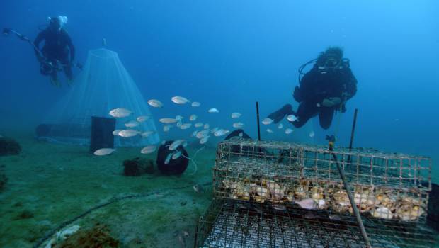 Avec Casciomar, Ecocéan repeuple les côtes de la métropole de Marseille