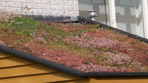 Urbalia veut concilier biodiversité et aménagement urbain