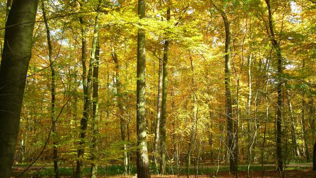 Un appel à projets européen pour la forêt