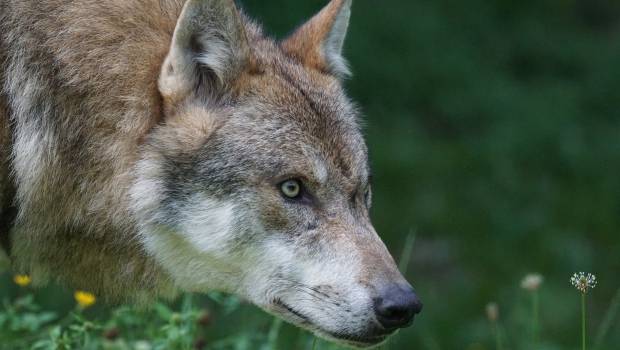 Ouverture de la consultation publique du plan loup 2018-2023