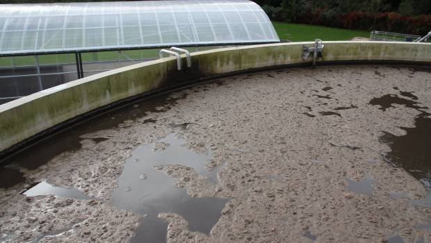 Traitement des eaux : l’alternative des cyanobactéries