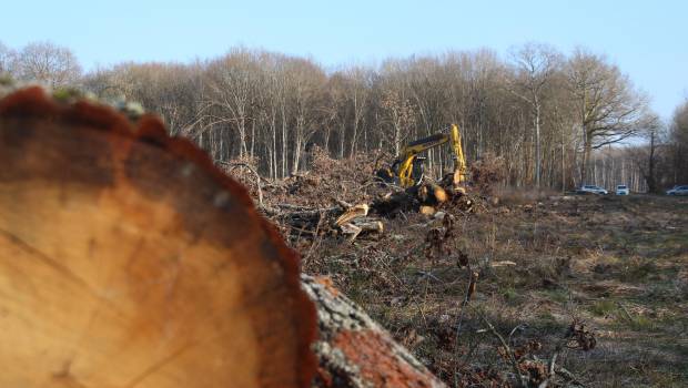 Forêt : nouvelle convention Irstea / ONF