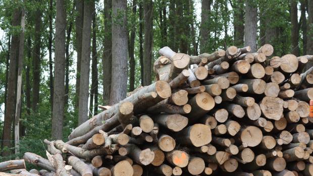 Appel d'offres biomasse : onze nouveaux lauréats désignés