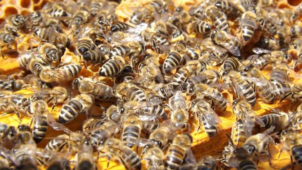 Le Parlement européen demande un plan de lutte contre la mortalité des pollinisateurs