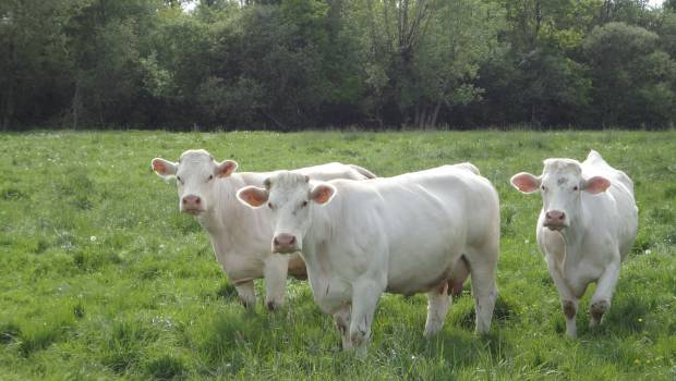 Agriculture : le déploiement des actions d’atténuation est soumis à des difficultés techniques et financières