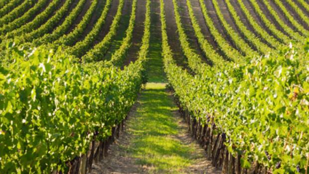 D’après l’Anses, les néonicotinoïdes ne sont pas nocifs pour la santé humaine