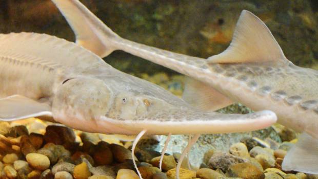 Du caviar produit à l’ombre de panneaux solaires