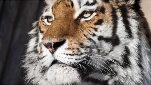 Le zoo d'Helsinki mesure l'impact du bruit sur les animaux grâce à une application