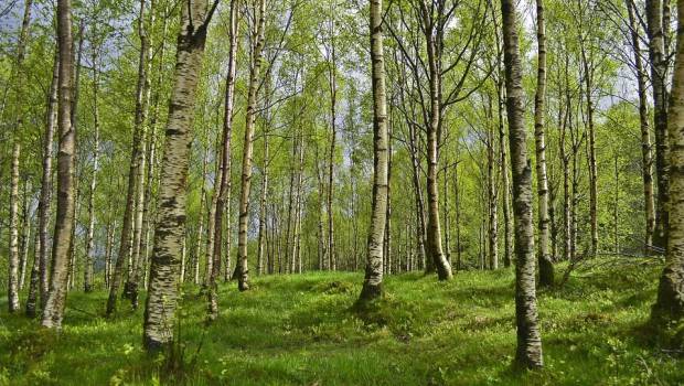 L’ONF et la fédération des parcs naturel régionaux renouvellent leur coopération