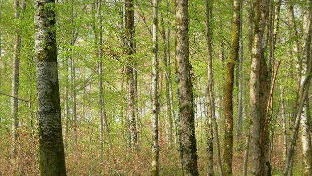 Reforest’Action propose aux entreprises une solution de compensation carbone à impact positif local