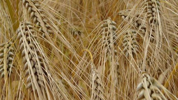 Un sous-produit de la fabrication de la bière pour réduire la quantité de sucre alimentaire