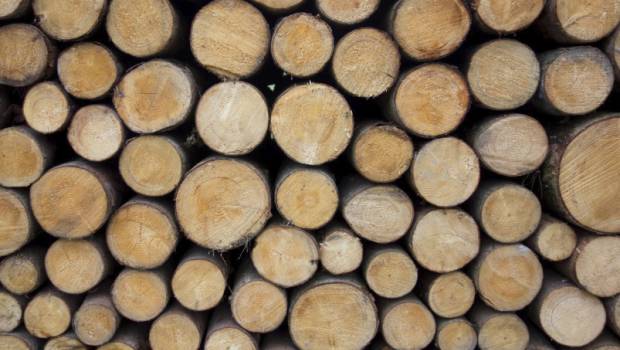 L'UE investit 13,9 millions d'euros pour la production d'essence et kérosène à partir de bois
