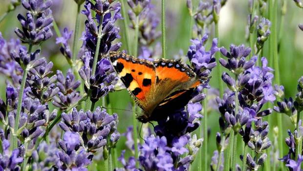 Sondage : les Français souhaitent que la biodiversité devienne une priorité gouvernementale