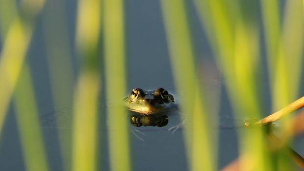 La Fête de la nature, étape de la « mobilisation générale »